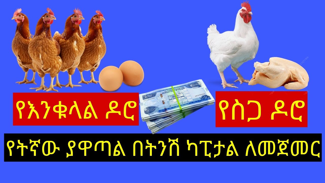 በአነስተኛ ለመጀመር የትኛው ያዋጣል የስጋ ወይስ የእንቁላል 