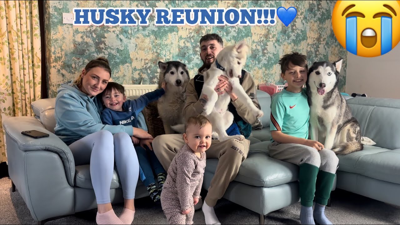 THE CUTEST HUSKY REUNION!😭💙.