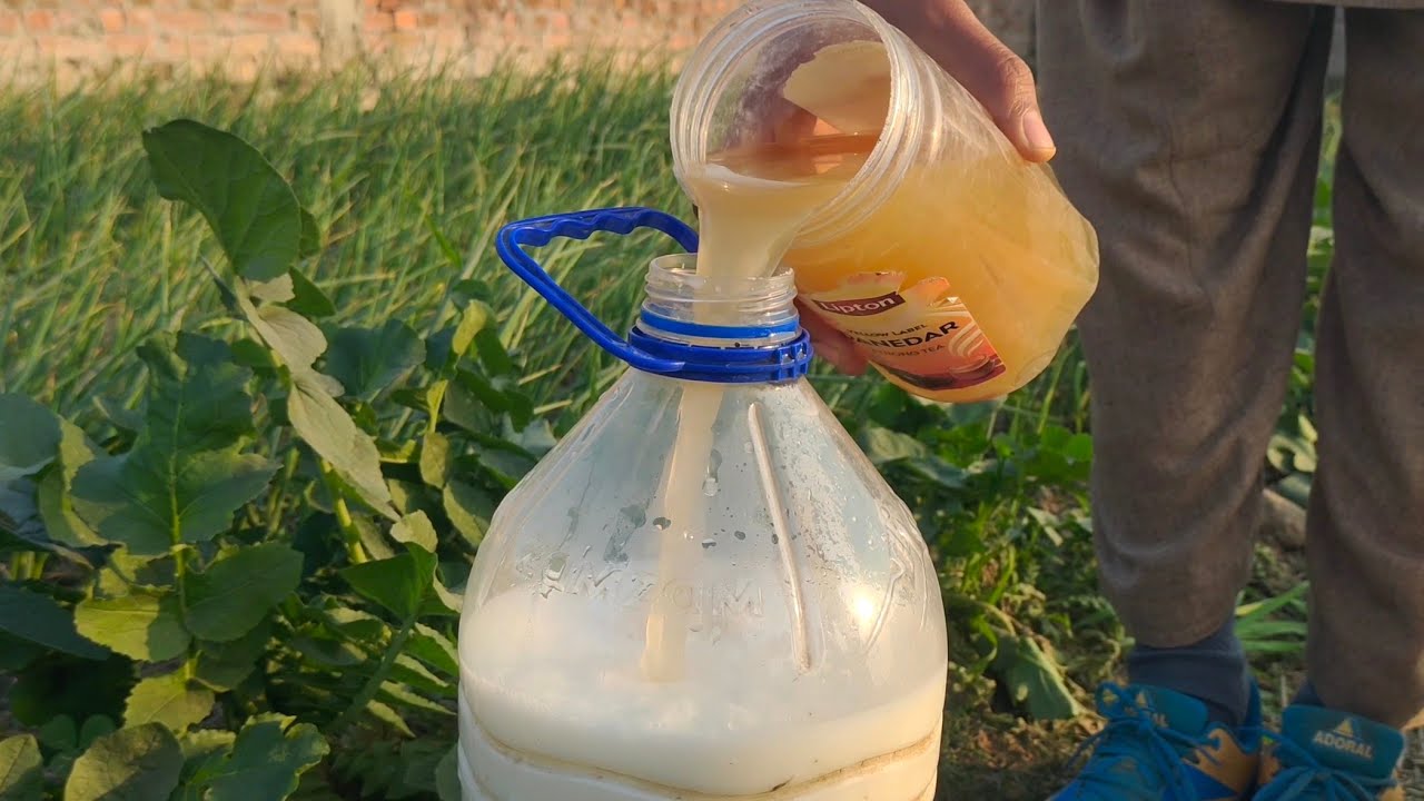 Приготовьте это натуральное удобрение дома для здоровых и зеленых растений.