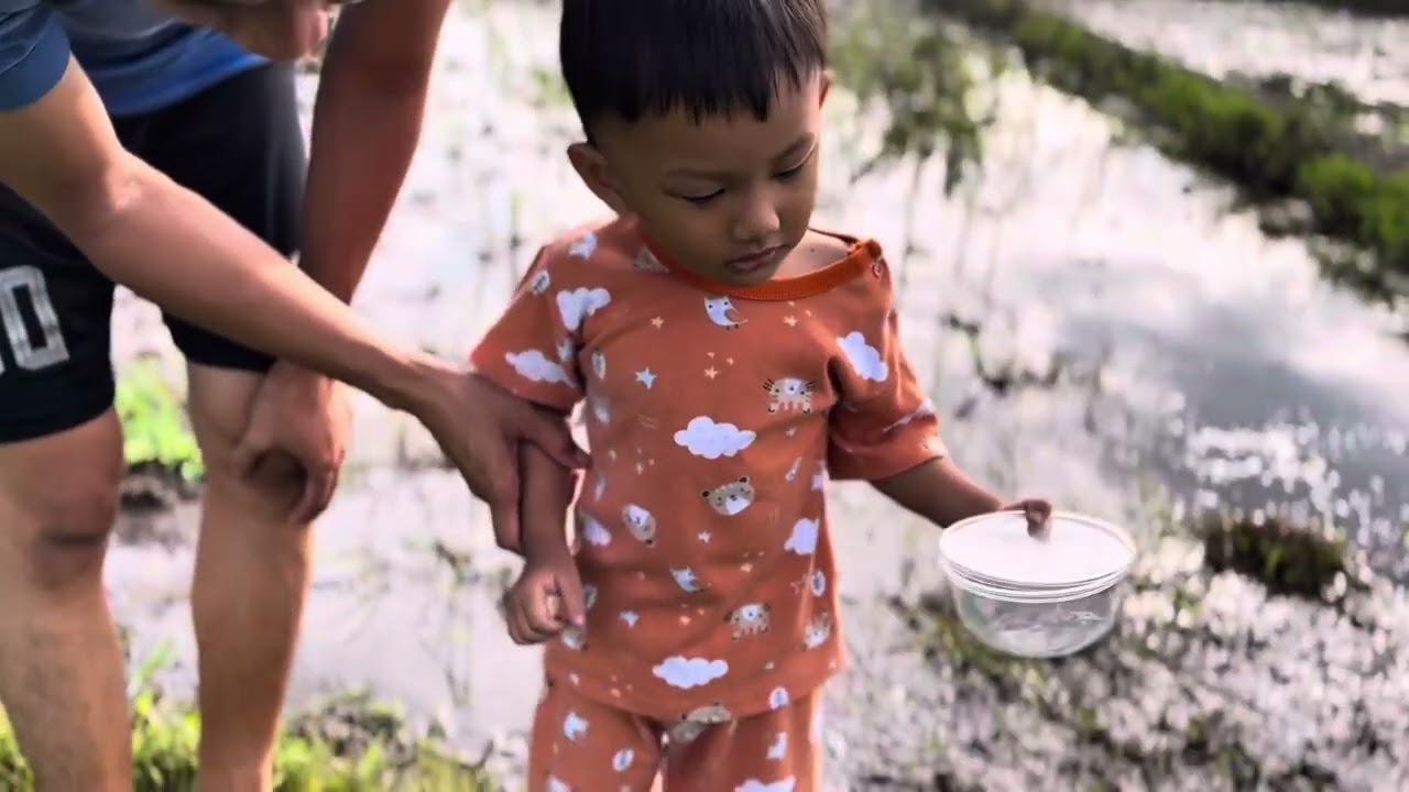 Bermain di sawah mencari belalang 🦗 ada capung, keong, katak dan ikan kecil juga 