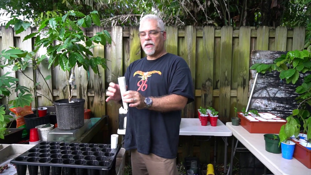 How to Plant Coffee Arabica and Robusta Seeds