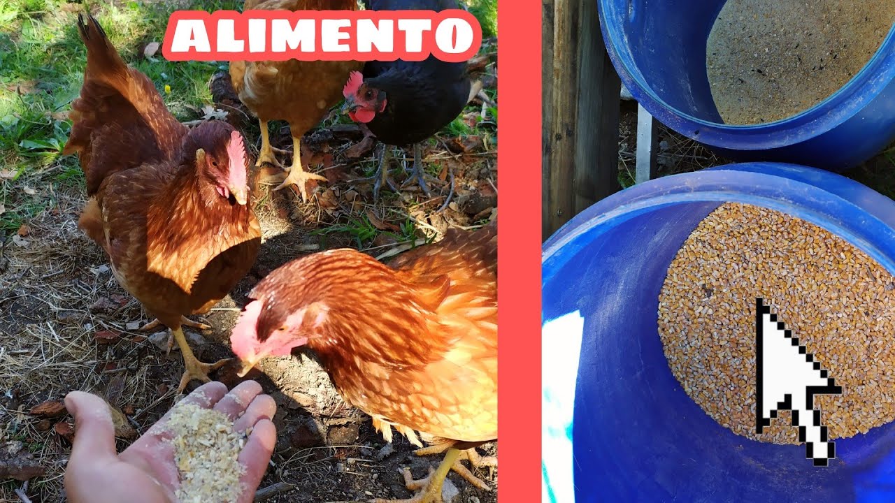 Que COMEN mis GALLINAS ? 🐔🐓