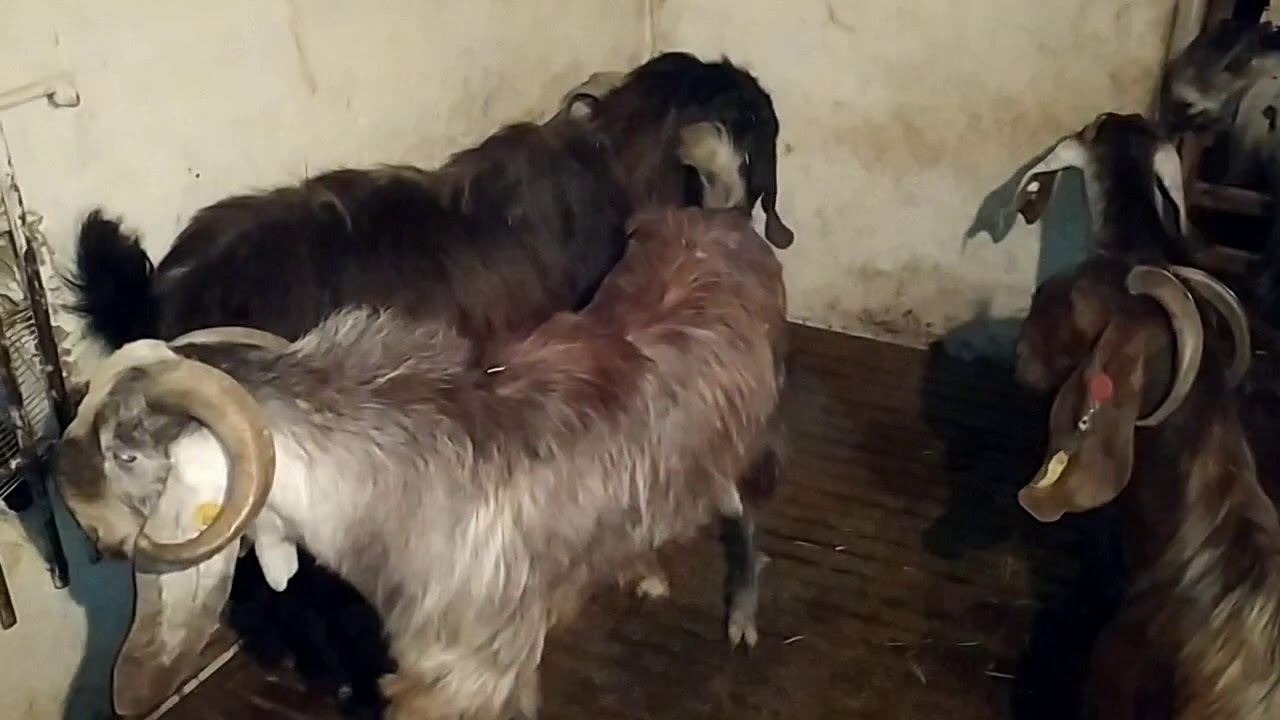 Hələb keçi ferması (damascus goat, молочные козы, halep keçisi)