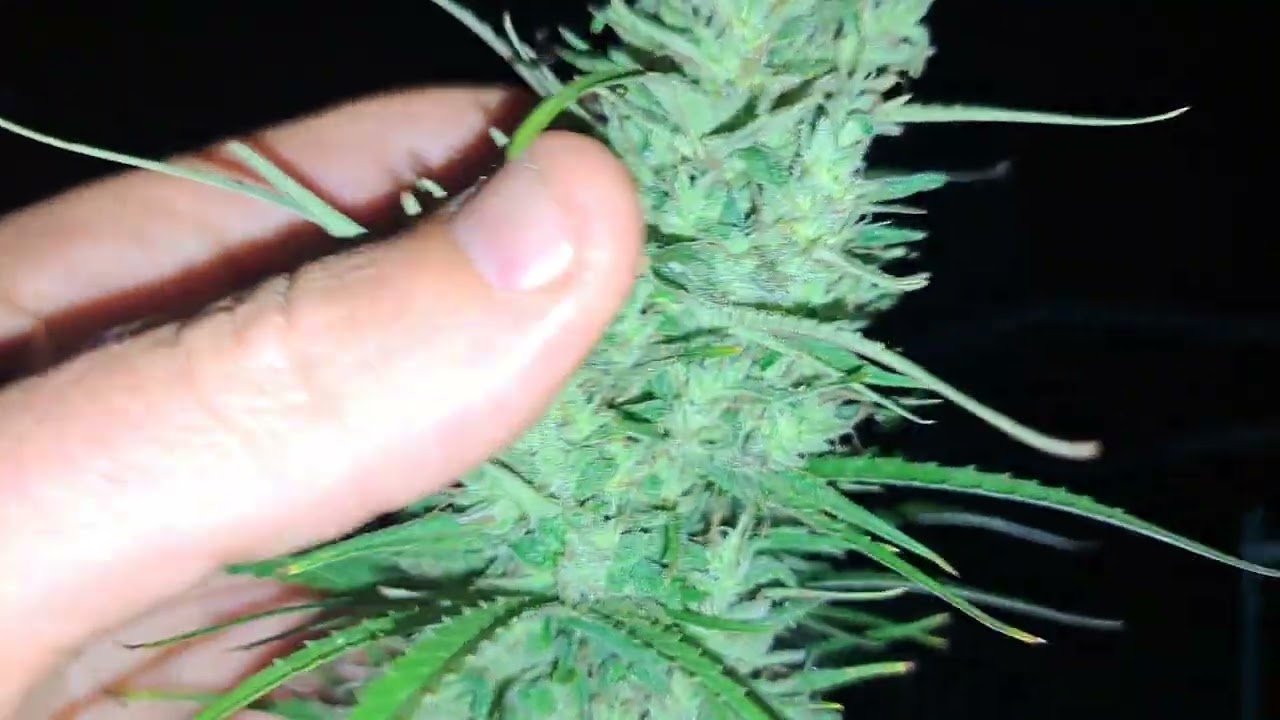 Michigan Outdoor 2023 Cannabis Grow ( October 3rd night video)
