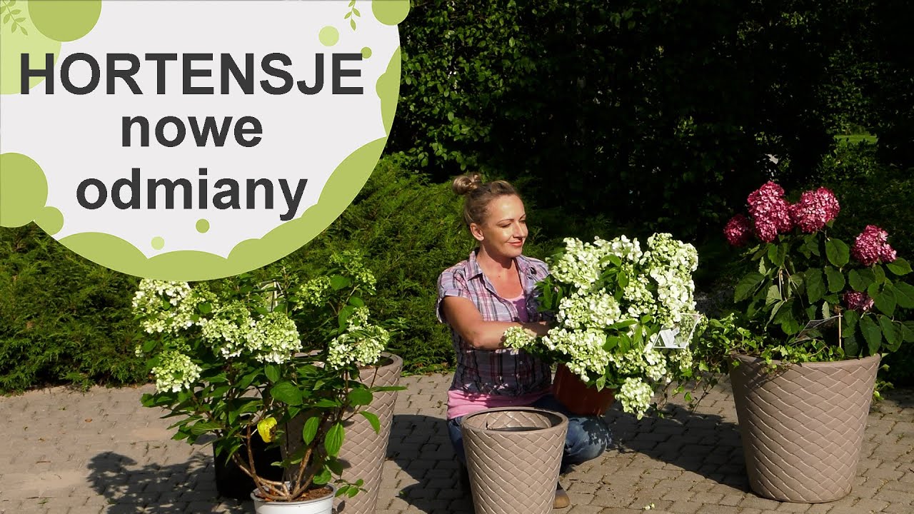 Hortensje. Nowe odmiany hortensji do uprawy na rabatach i w donicach