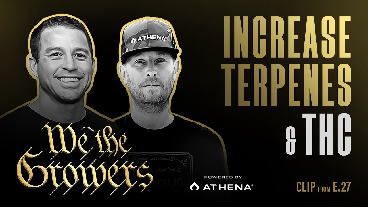 Как увеличить содержание терпенов и ТГК