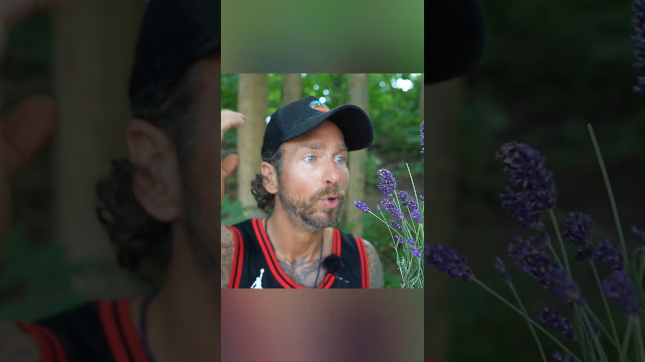 Lavendel ist der Hammer | Timo G. #heilpflanzen #wildkr&auml;uter #timog #heilkr&auml;uter