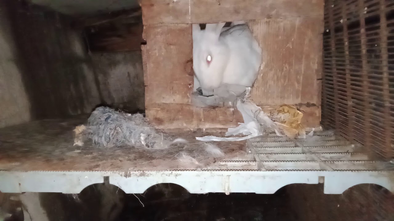 Tavşan nasıl yuva hazırlar,bebek tavsanlar için yuva hazırlığı ,tavşan yuvası nasıl olmalı??