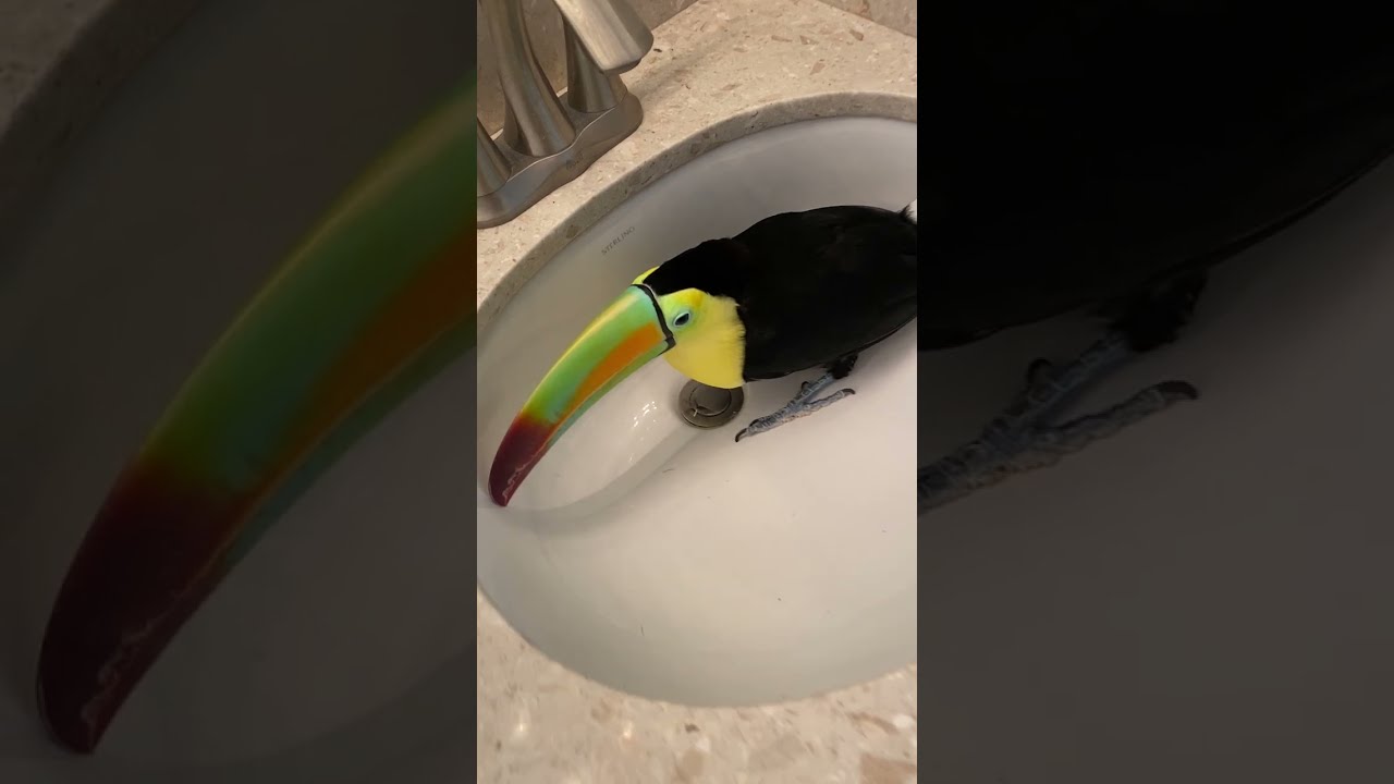 Toucan Purrs When Petted || ViralHog