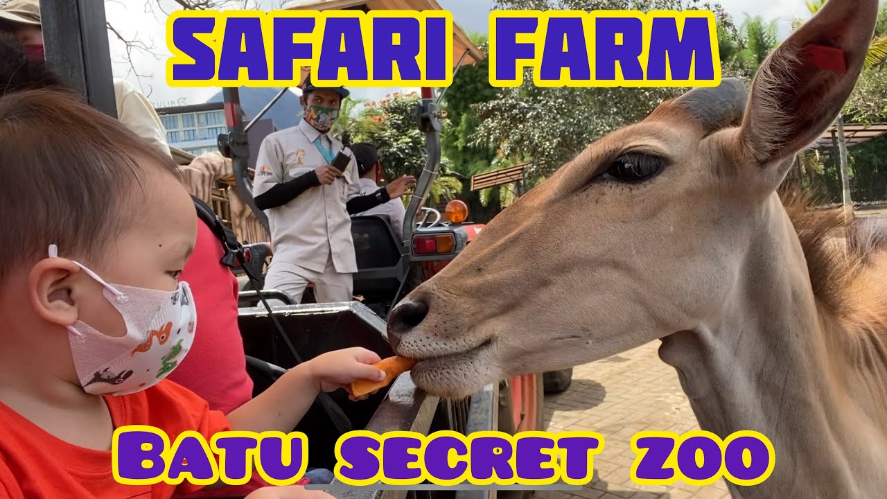 Batu Secret Zoo | Safari Farm | Batu Malang