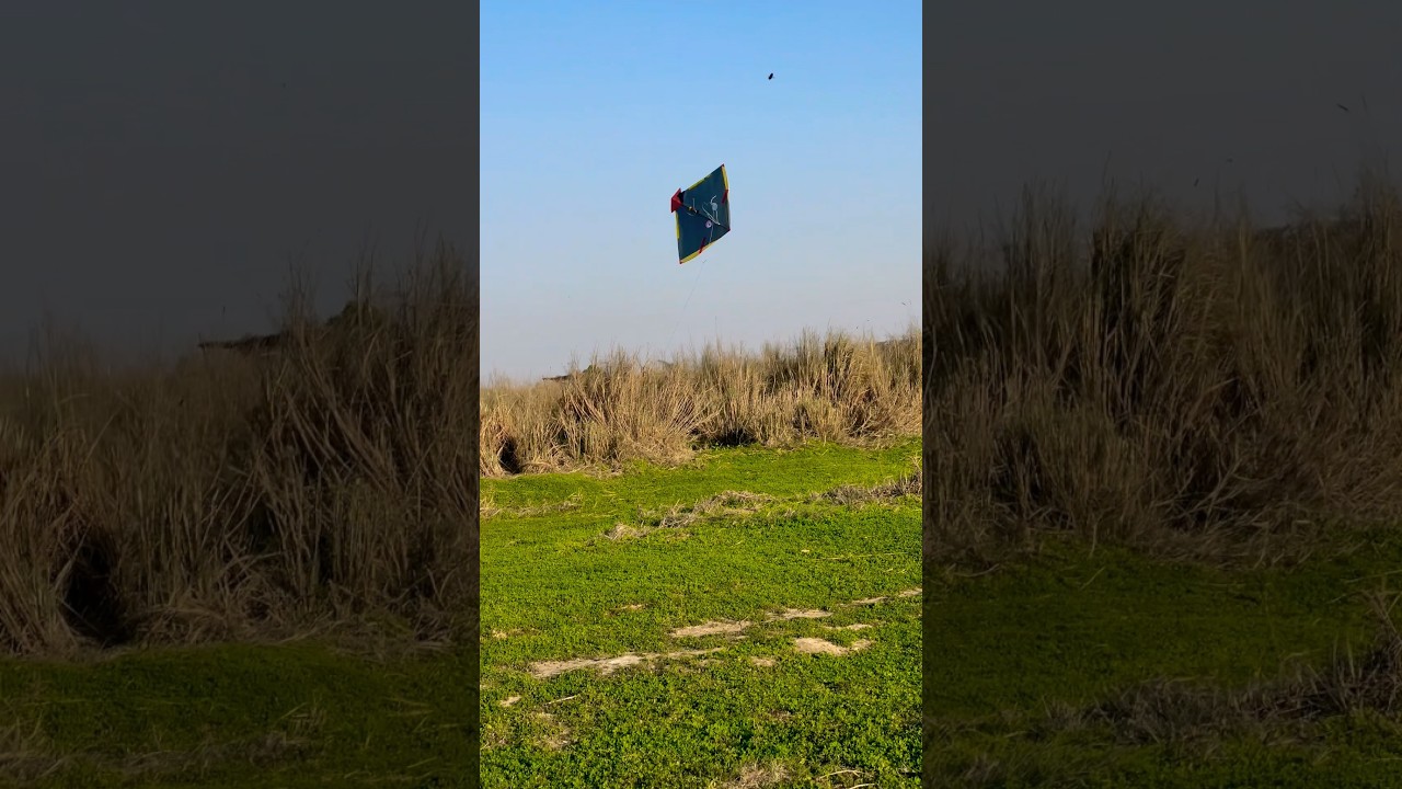 Kite Looting from ground #viralvideo #kitelooting #subscribe #kitelover