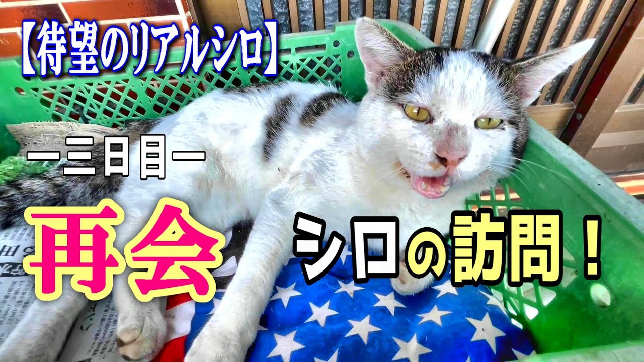 【再会三日目】シロの訪問：母の面影を感じる手押し車の中で健気に待ち続けるシロ【オリジナルBGM】
