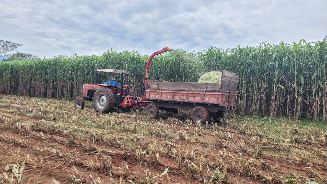 TRATOR MASSEY FERGUSON  275 COM ENSILADEIRA MENTA ATM 1.1 COLHENDO SORGO GIGANTE. SILAGEM DE SORGO.