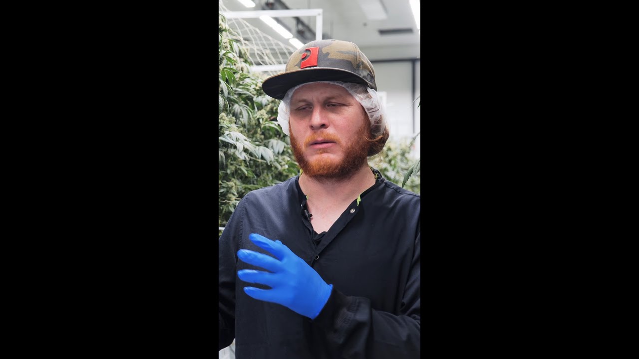 HOW CAMP CANNABIS EMBRACES THE NEED TO PIVOT