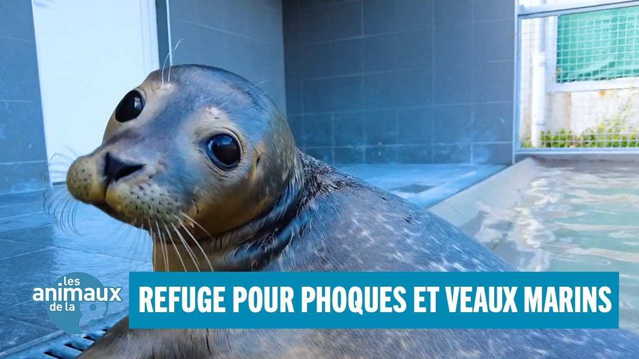 Refuges pour phoques et veaux marins - Animaux de la 8