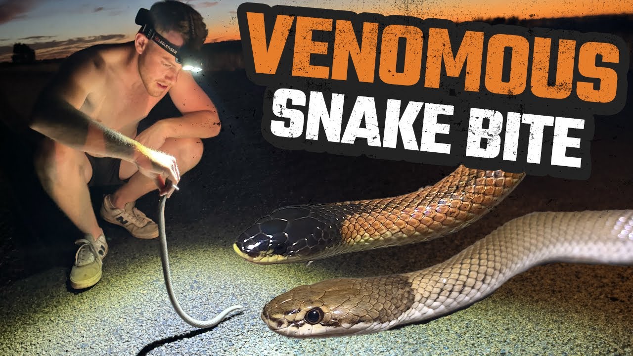 BITTEN BY VENOMOUS SNAKE IN THE AUSTRALIAN OUTBACK | HERPING THE NSW MALEE EP #2