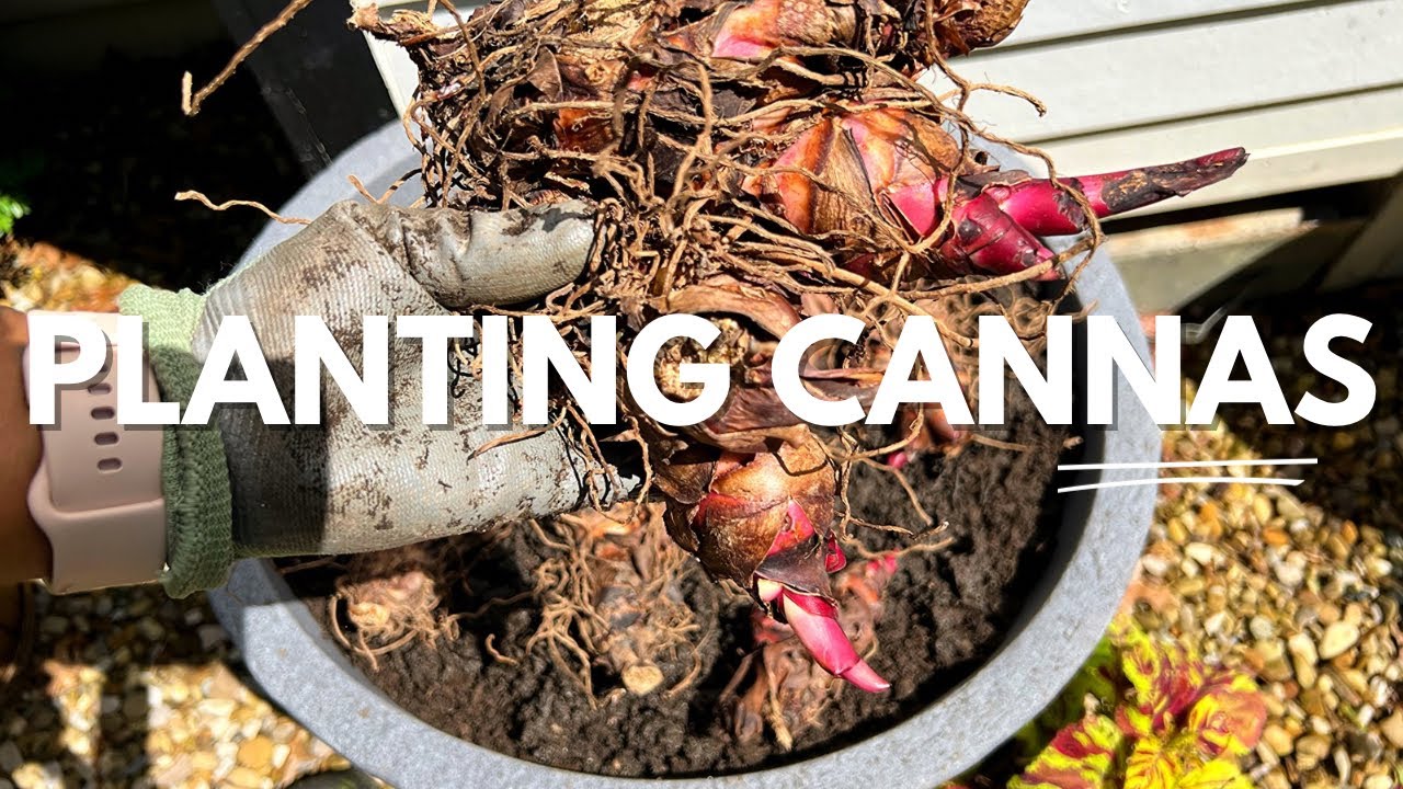 Planting Canna Lilies in Containers | Lawn Maintenance | Container Gardening | Canna Rhizomes