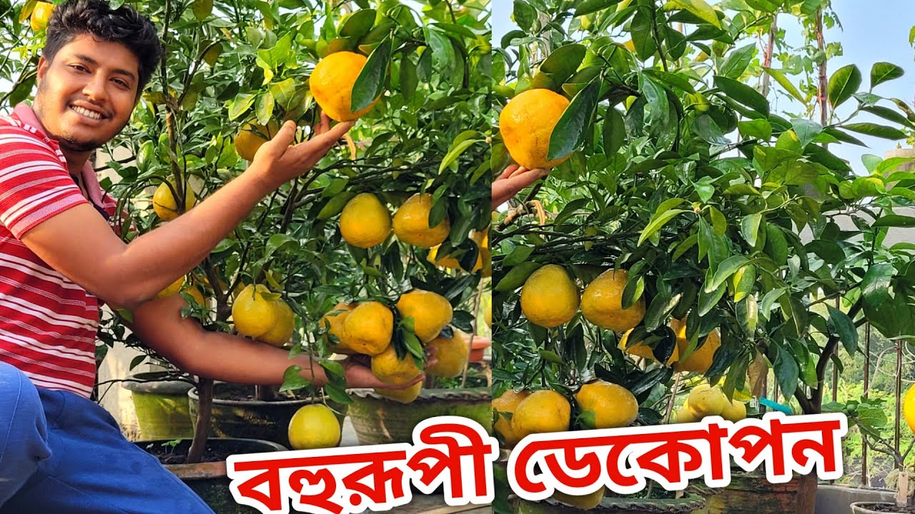 কী পরিমাণ ফলন হয়েছে Comfortable rootstock এ। বাংলার মাটিতে জাপানের ফলন। Japanese dekopan Mandarin