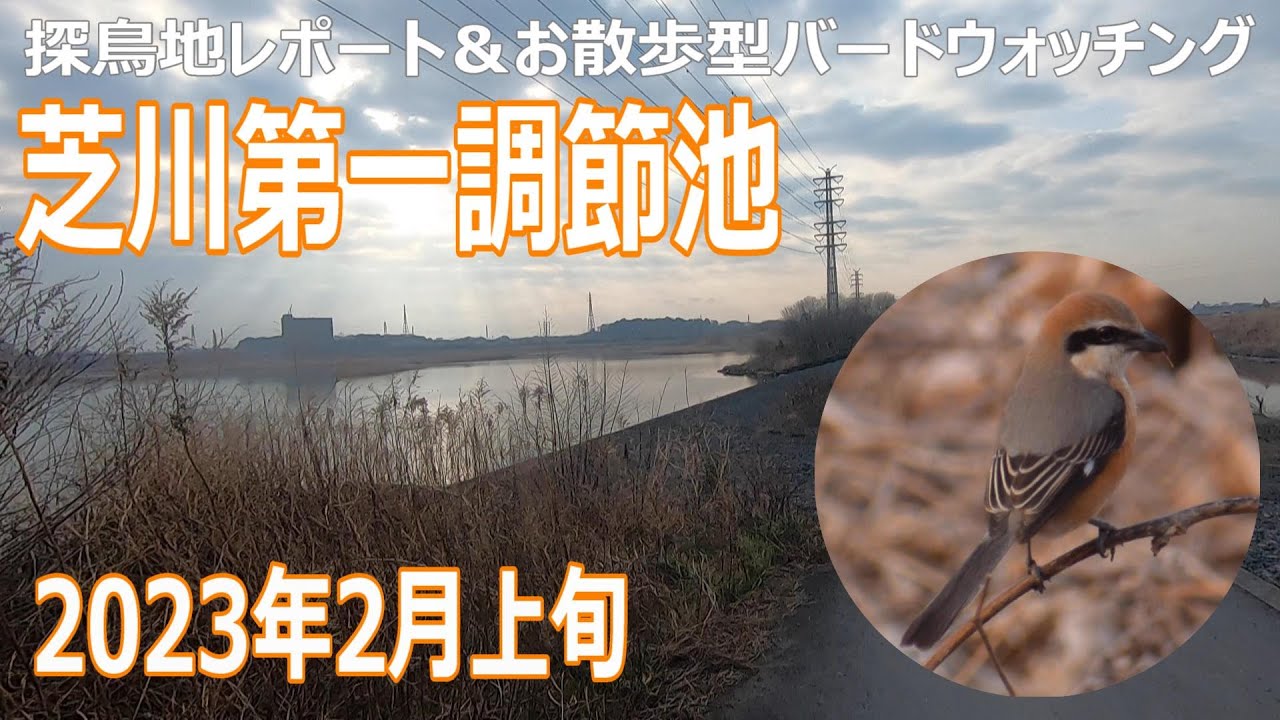 埼玉県・芝川第一調節池の探鳥地レポートです　ガサガサ軍団＆ミコアイサに出会えました！　2023年2月上旬
