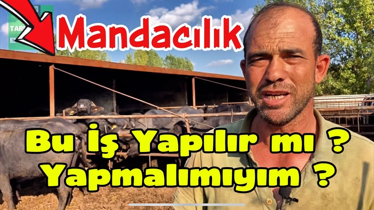 BU İŞ YAPILIR MI ? YAPMALIMIYIM ? Manda Yetiştiriciliği. #manda #mandacılık #mandalareels