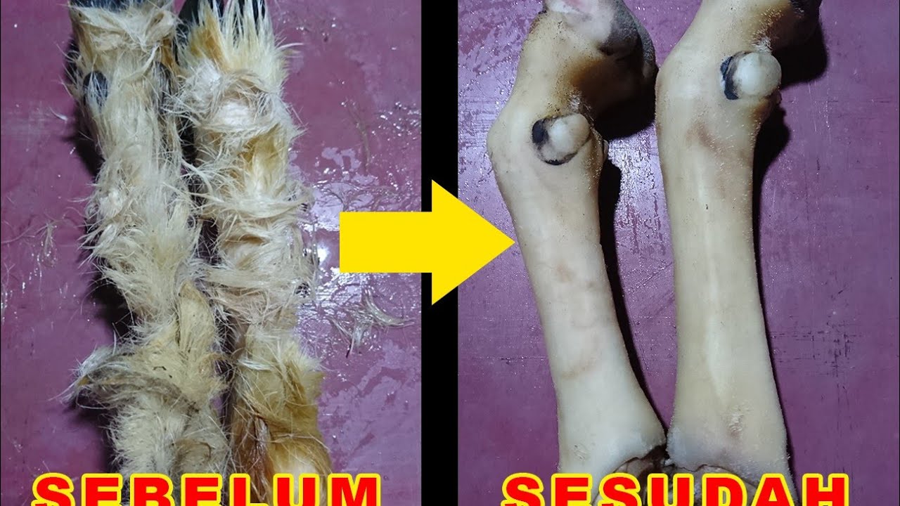 Tips Membersihkan Bulu di Kaki Kambing
