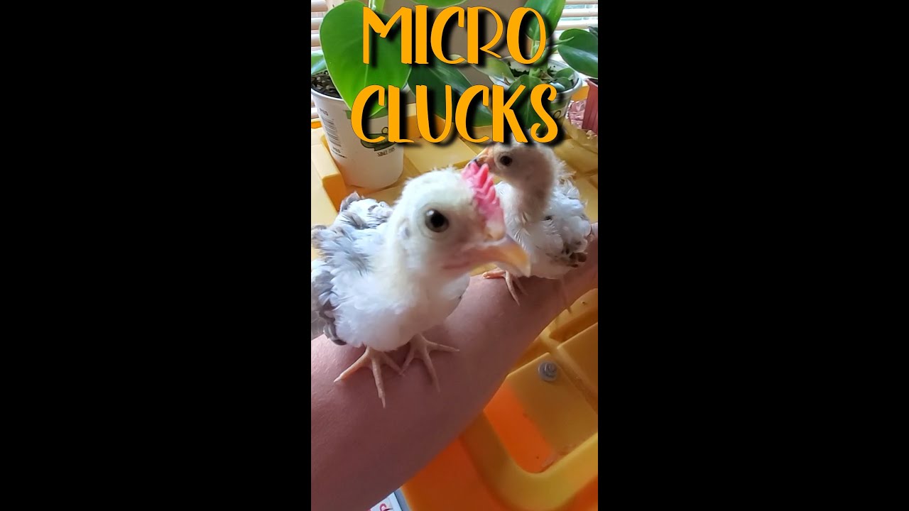 🐤MICRO CLUCKERS On the Loose (Young Serama Chicks)🐤
