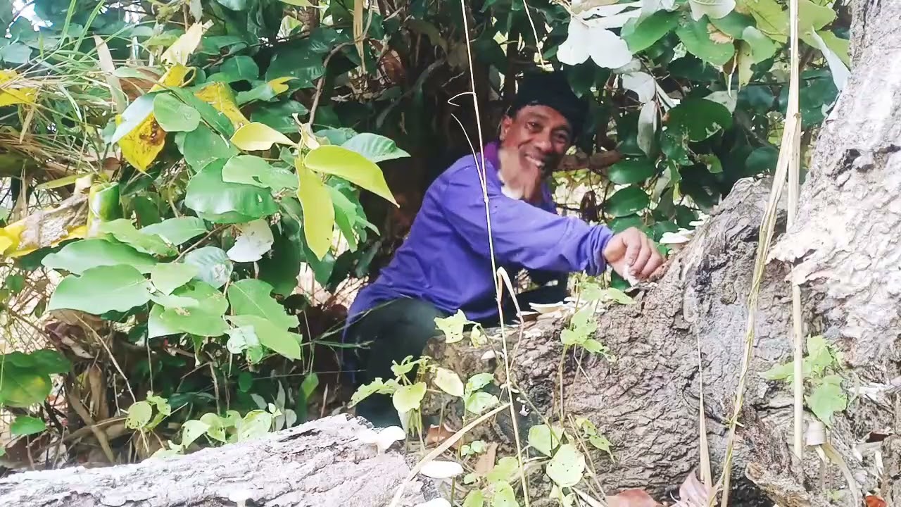 เข้าป่าไปหาเห็ดนำกันเด้อครับเห็ดขอนขาวกำลังพอดีแกงครับผม