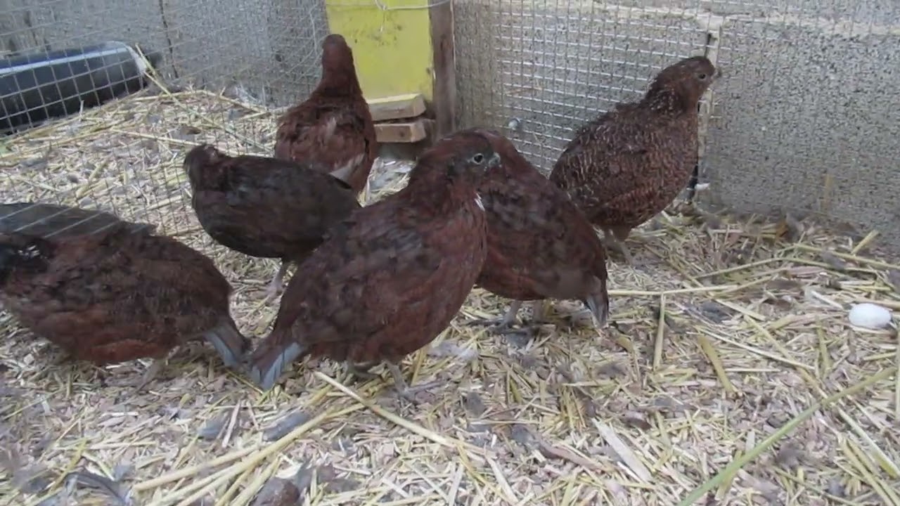 Tennessee Red quails