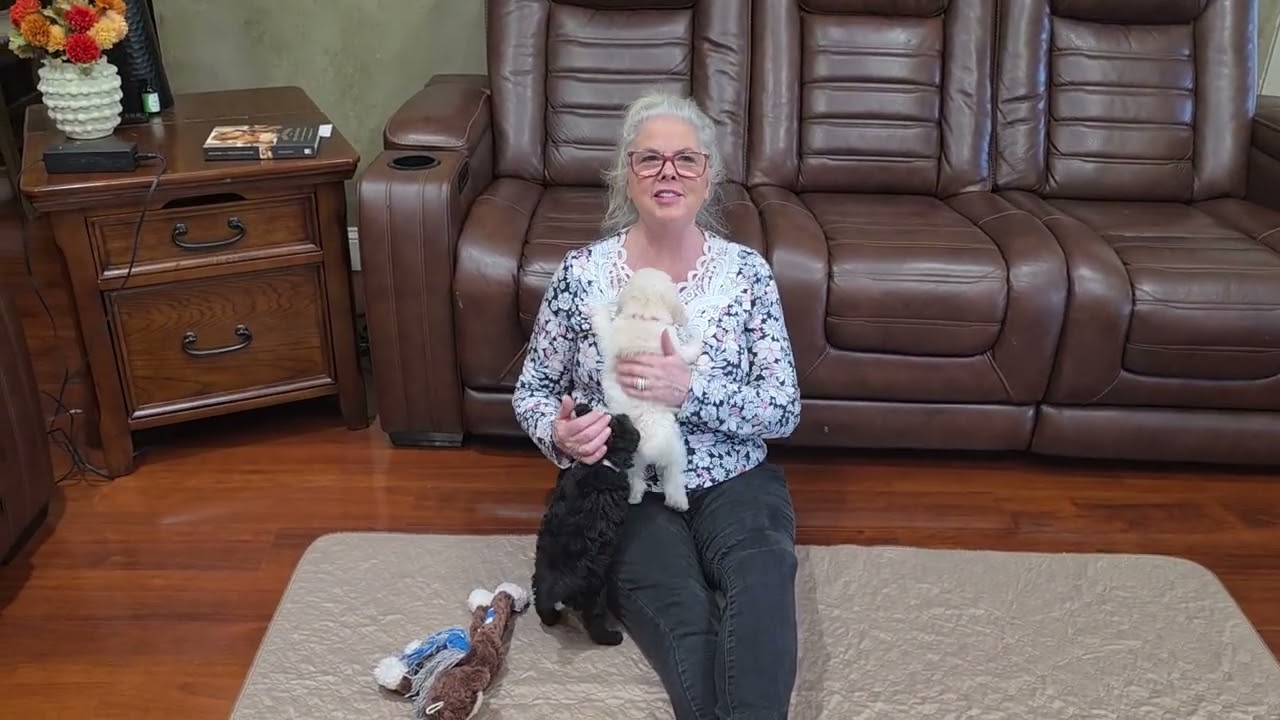 Mon Monthma and Obi-Wan Mini Labradoodle  call text 904-838-9628 