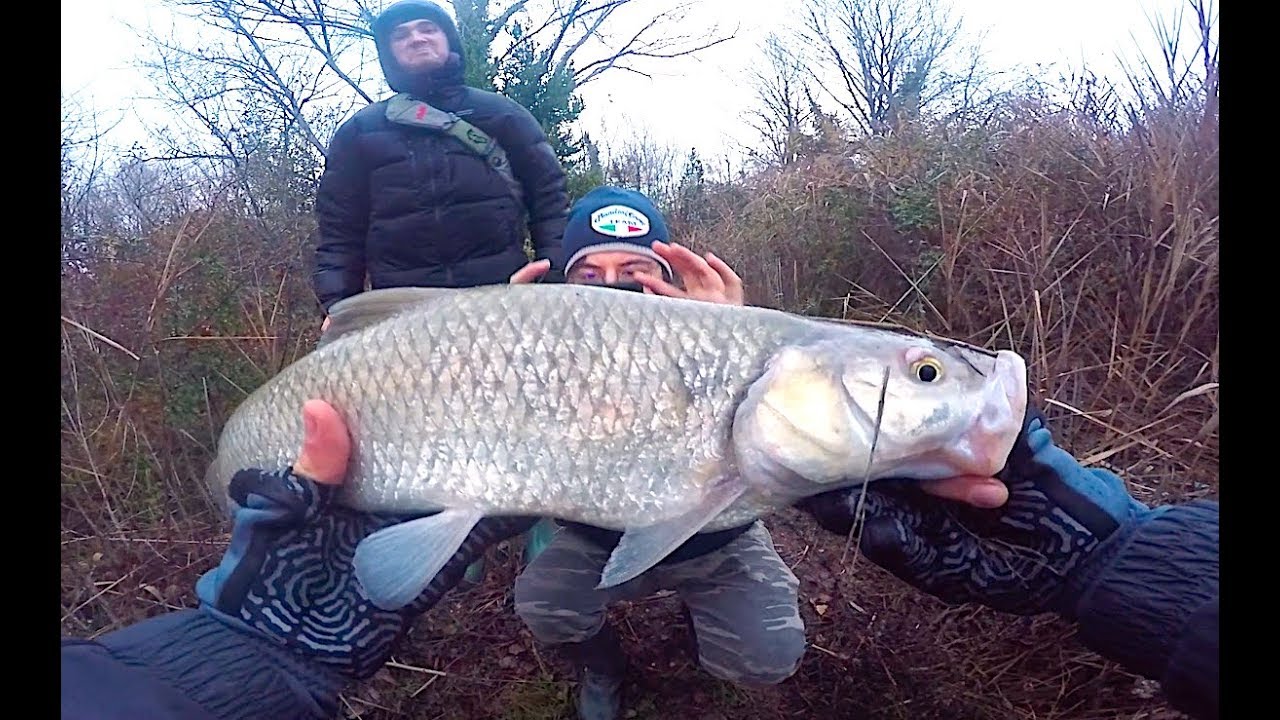 CAVEDANO MOSTRUOSO PESCANDO A LUCCI: Super Attacco in Diretta! - Grande Sorpresa a Spinning in Lago