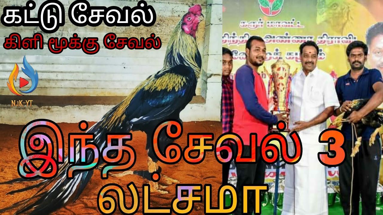 கட்டு சேவல் வளர்ப்பு / High fly kattu seval  - oddanchatram - NjK YT