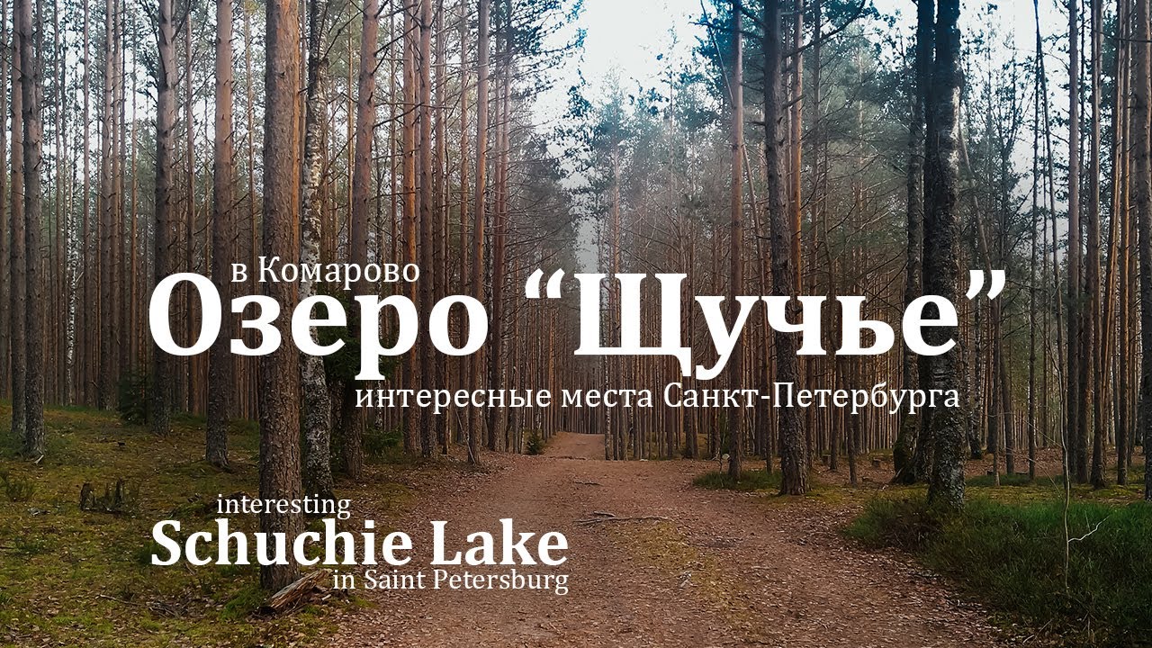 Поход выходного дня в окрестностях Питера. Озеро Щучье в Комарово.