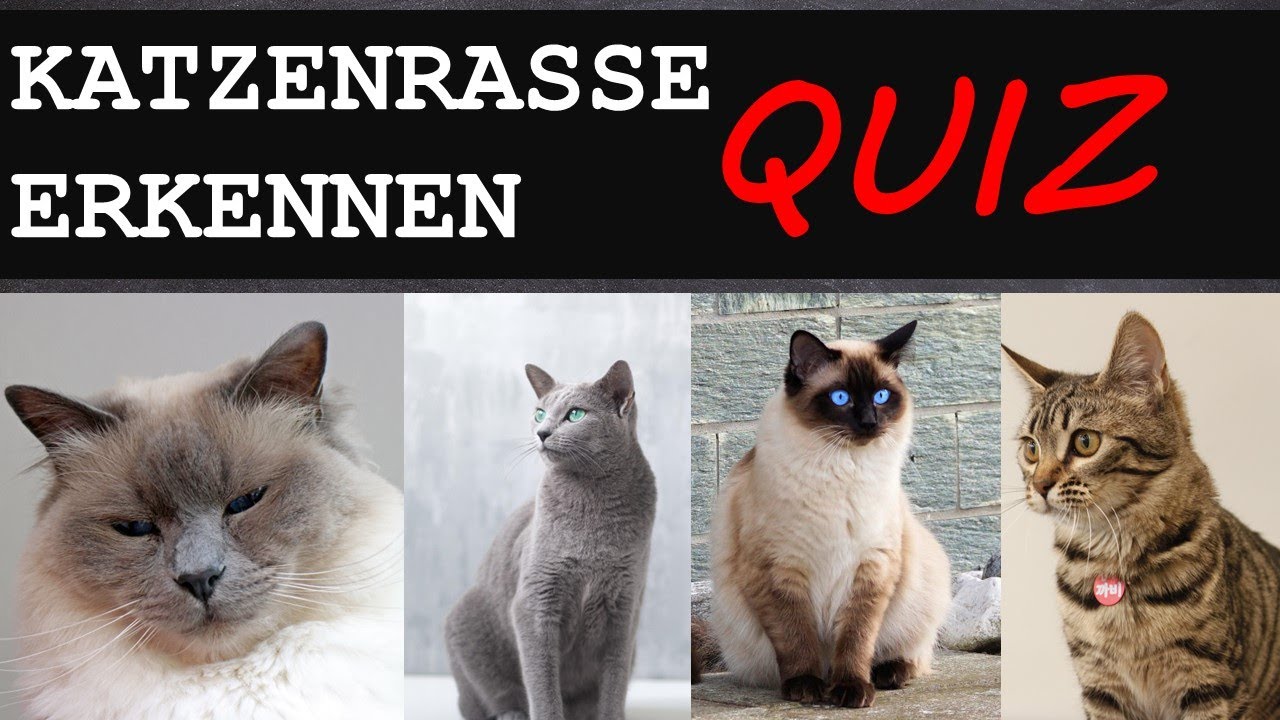 erkennst du die KATZENRASSE? #1 | TESTE DICH