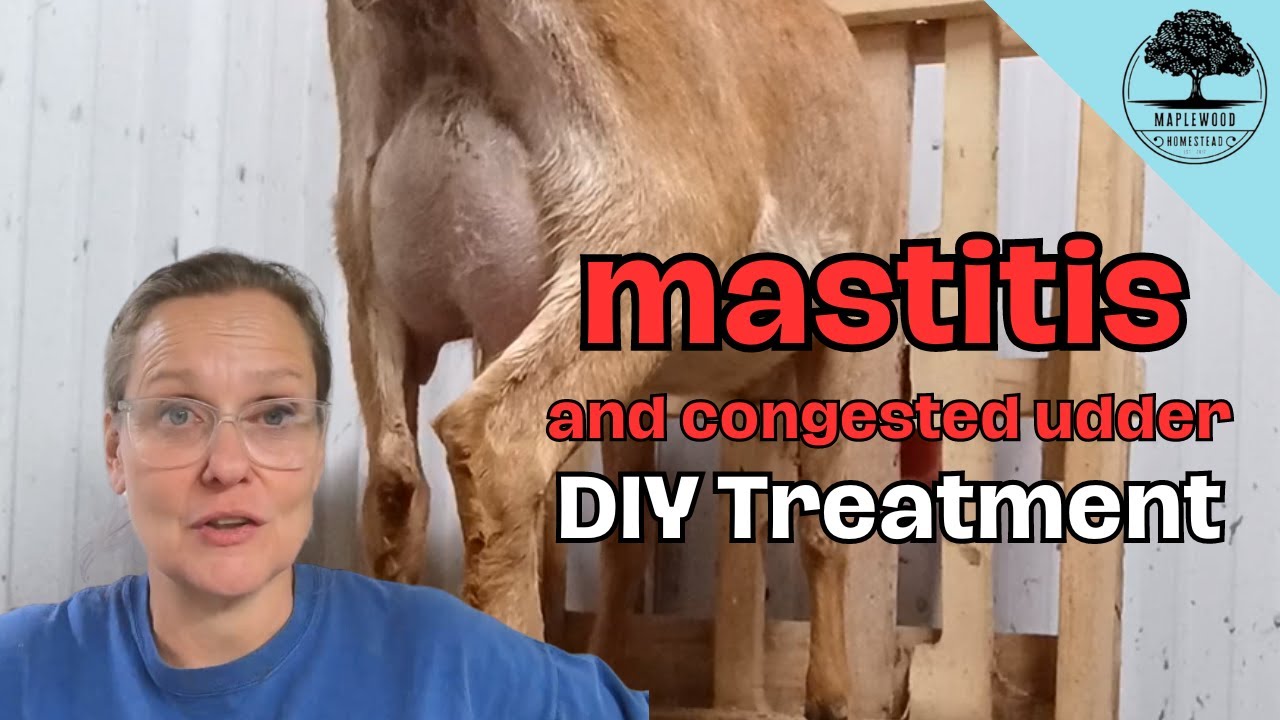 Overcoming Mastitis & Congested Udder: Natural & Medical Solutions