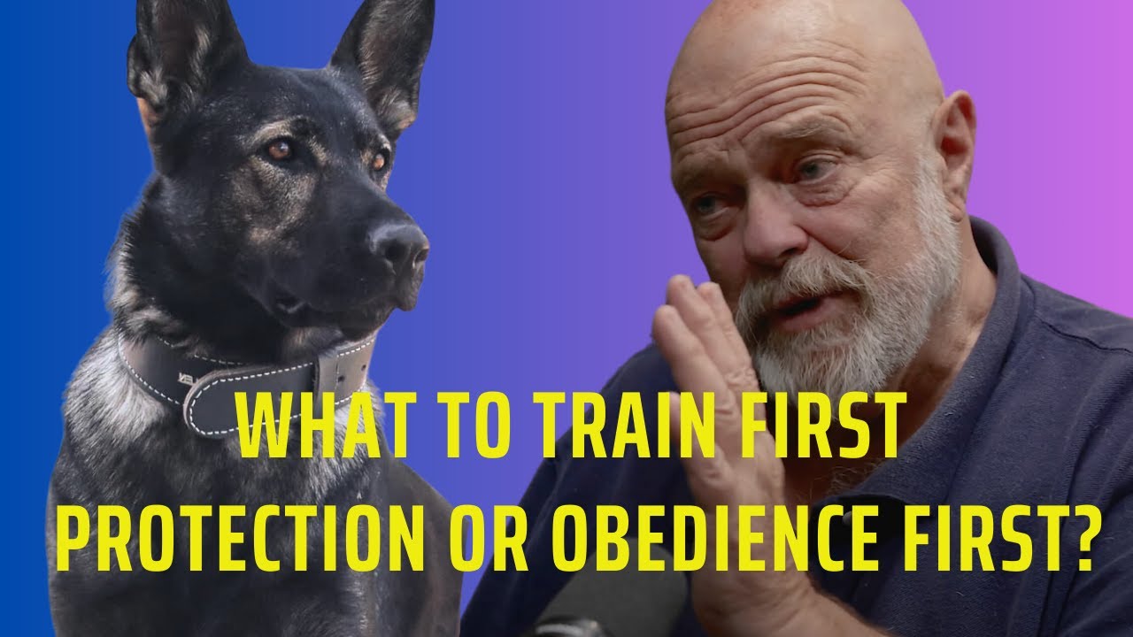 What to Train First Protection Or Obedience for Dogs
