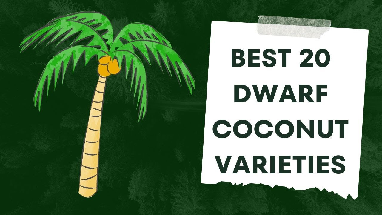 DISCOVER THE BEST 20 DWARF COCONUT VARIETIES FOR SMALL GARDENS | HIGH YIELDING COCOUNT CULTIVARS