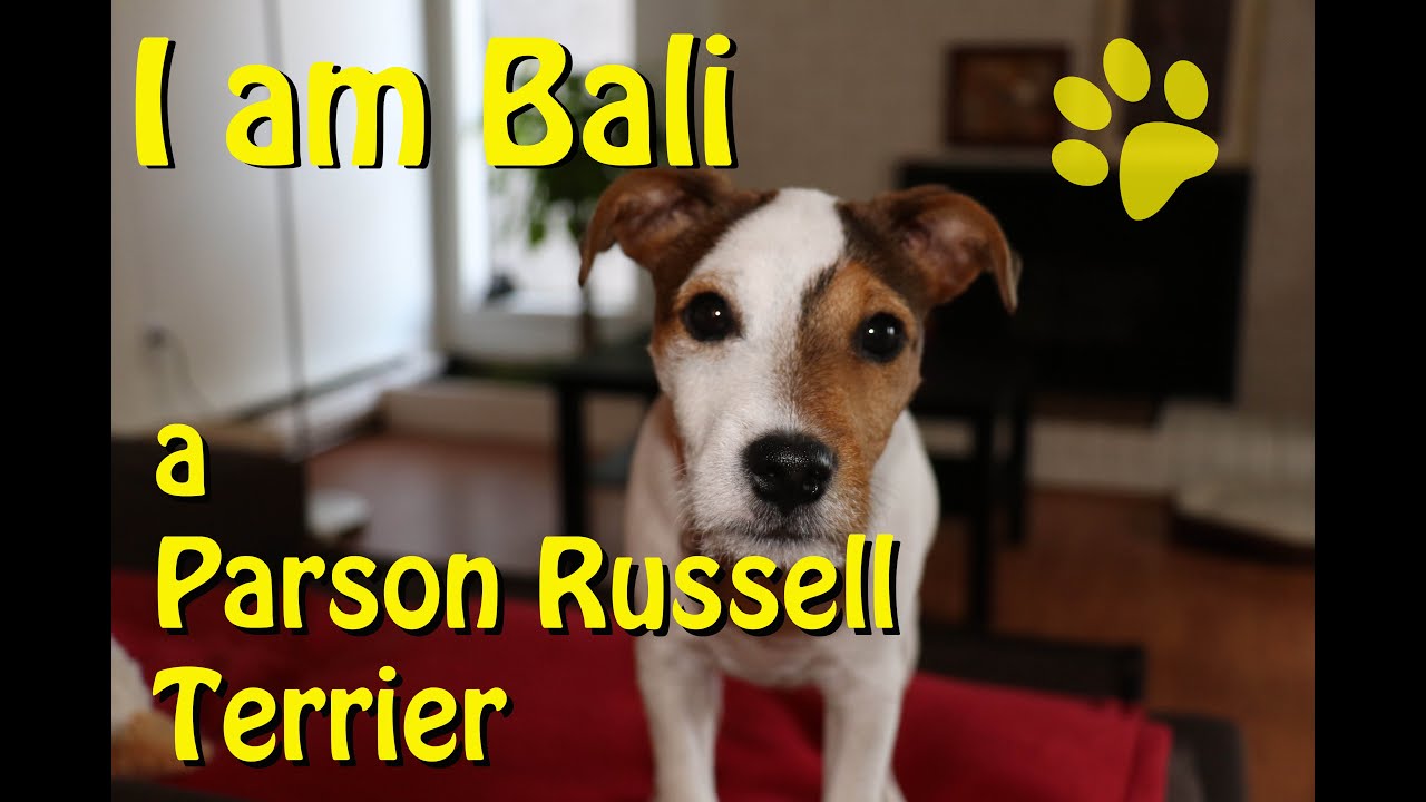 She is Bali, My Parson Russell, 6 Months