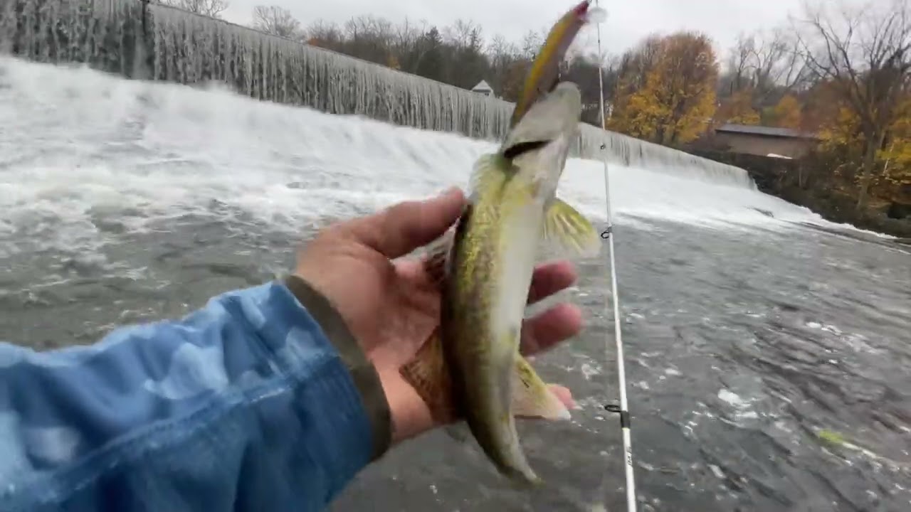 This Dam Is Loaded With Fish!! Paulinskill River. NJ