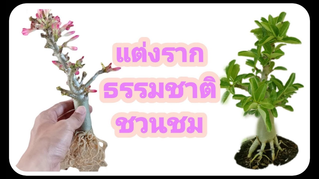 แต่งรากชวนชม(รากธรรมชาติ) How to decorate adenium root and planting. (natural root)