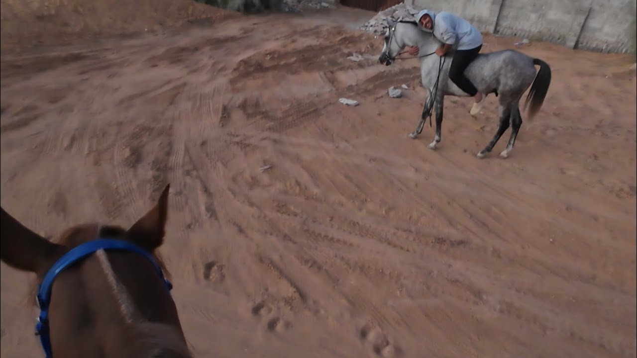 ١١ || عصريّة ركوب في مربط نافلة + حصان عبد العزيز الجديد 🐎
