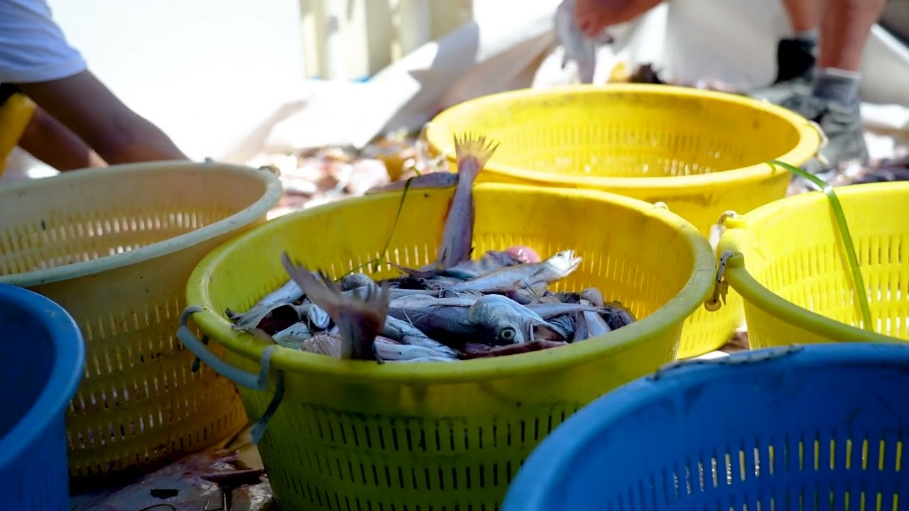 La selezione del pescato sul peschereccio