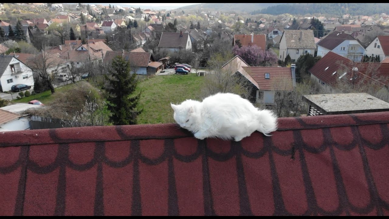Sába cica megmentése