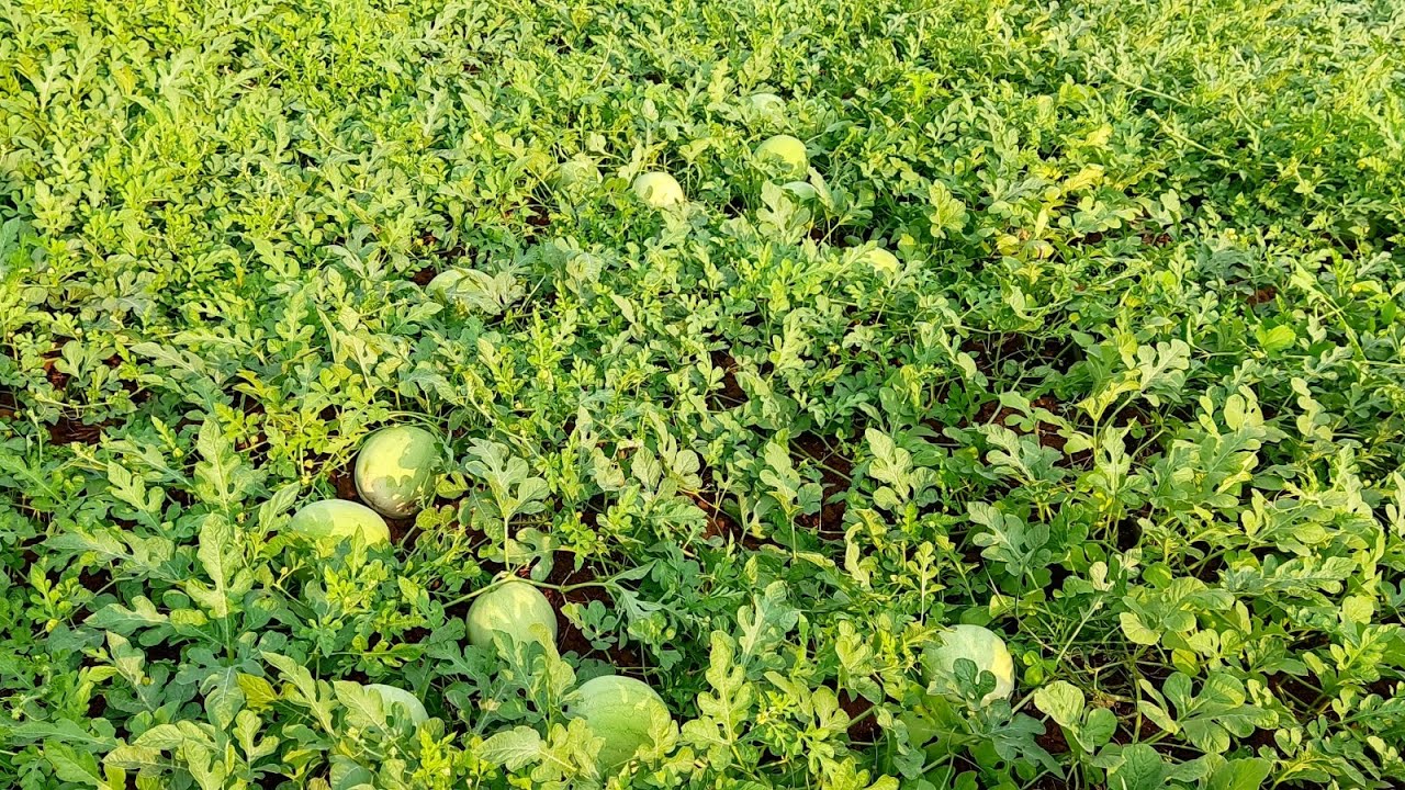 como regar el cultivo de sandía