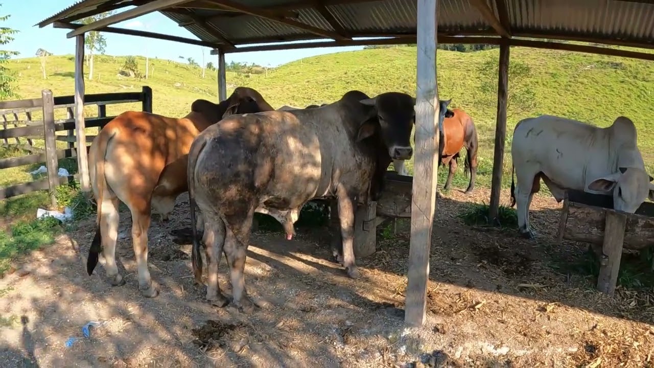 TORETES DE ENGORDA🐄🐄👍 SEMI ESTABULACIÓN✔✔✔gt