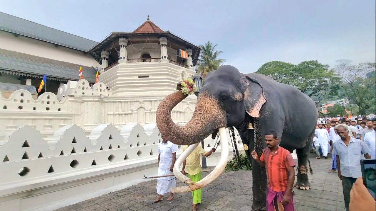 අවසන් මහා රන්දෝලියට එන මහා ඇතු කතරගම වාසනා|Katharagama wasana at final randoli perahera 2025