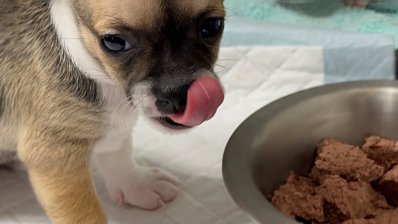 6 week old Chihuahua Puppies Growing Up - Feeding Time