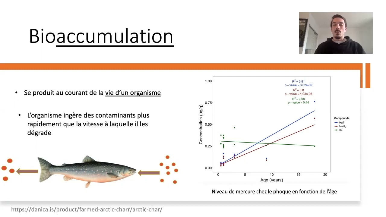 Bioaccumulation vs Bioamplification