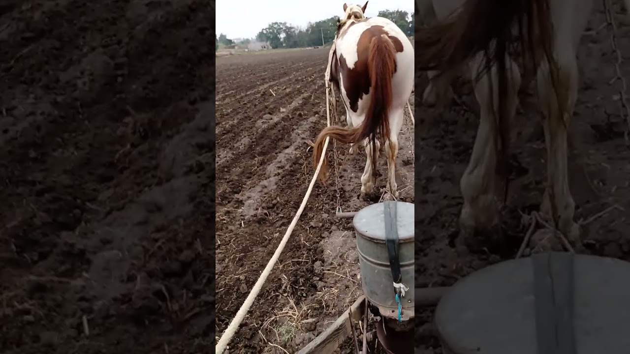 Uso de la sembradora con tracción animal