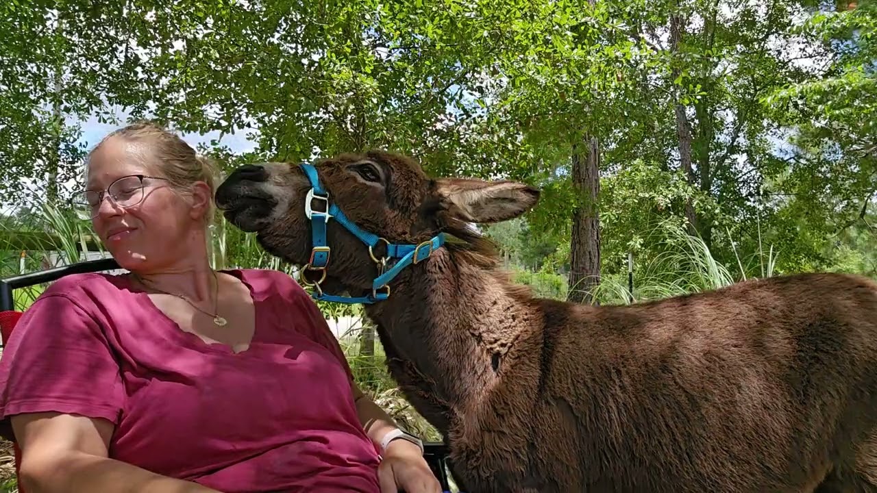 Donkey cam: Grace begging for treats