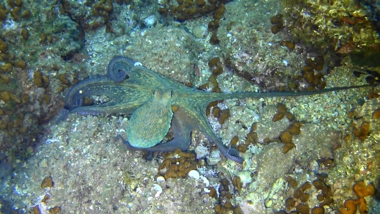 Polip 2 méter mélyen mászik - Octopus at 2 meters